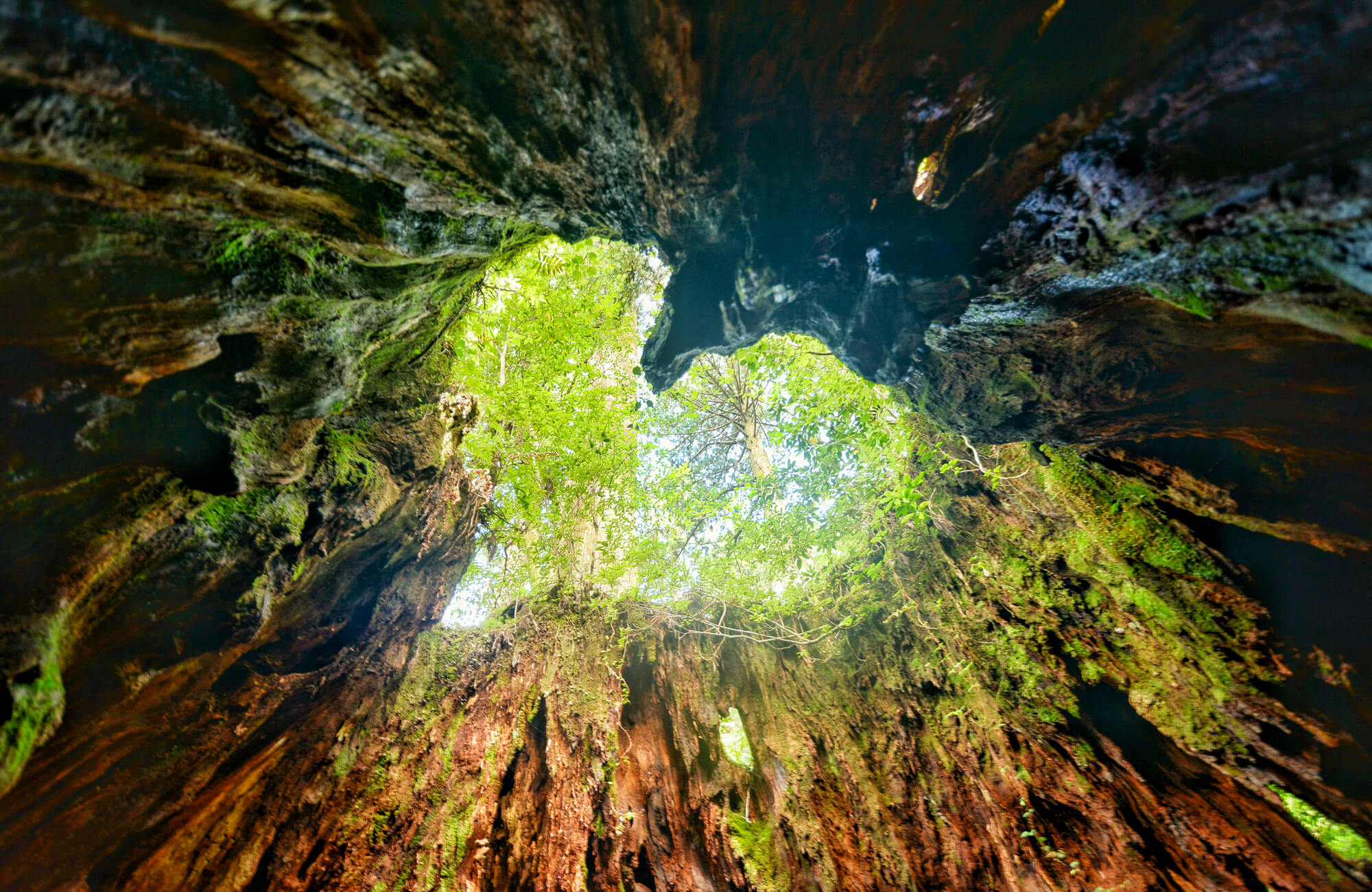 YAKUSHIMA